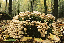 Gill Mushroom (Pholiota sp) group growing among leaf-litter in autumn woods, Europe