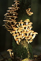 Gill Mushroom (Pholiota sp) group growing on tree trunk, Europe