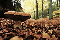 King Bolete (Boletus edulis) edible mushroom in autumn forest, Europe and North America