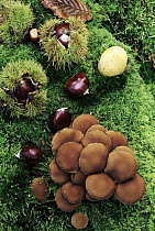 European Chestnut (Castanea sativa) open and closed fruit with mushrooms on forest floor, southern Europe, north Africa and Asia
