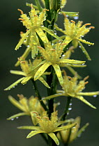Yellow Asphodel (Narthecium americanum) close up of dew-covered flowers, increasingly rare species in eastern United States