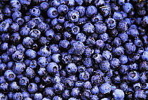 Bilberry (Vaccinium myrtillus) close up of harvested berries, North America
