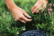 Bilberry (Vaccinium myrtillus) person picking berries, North America