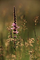 Purple Loosestrife (Lythrum salicaria) flowering invasive plant, native to Asia, introduced into North America