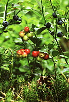 Lingonberry (Vaccinium vitis-idaea) has red and blue berries, Europe