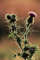 Common Thistle (Cirsium vulgare) backlit with buds and flower, Europe, introduced into North America where it is considered an invasive weed