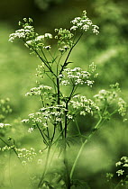 Wild Chervil (Anthriscus sylvestris) in bloom, introduced into North America, Europe