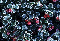Lingonberry (Vaccinium vitis-idaea) frost covered berries and leaves, Europe