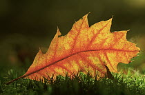 Northern Red Oak (Quercus rubra) fallen leaf in autumn, North America