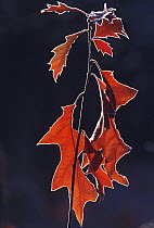 Northern Red Oak (Quercus rubra) leaves in autumn, North America