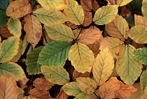 European Beech (Fagus sylvatica) colorful fall leaves, Europe