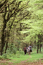 Horseback riders in forest, Kootwijk region, Netherlands