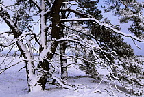 Scotch Pine (Pinus sylvestris) trees covered in snow in winter, Europe