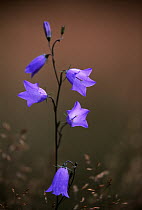 Bluebell (Campanula rotundifolia) purple flowers, Europe