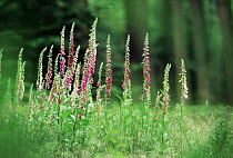 Purple Foxglove (Digitalis purpurea) blooming in meadow, poisonous and medicinal plant from which digitoxin, a cardiac drug, is derived, native to Europe, introduced to North America