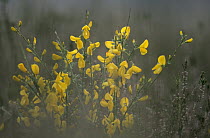 Scotch Broom (Cytisus scoparius) flowering, highly invasive weed native to Europe, introduced to North America