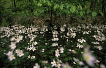 Water Violet (Hottonia palustris) blooming on forest floor, Europe, introduced into North America