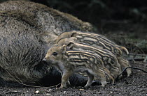 Wild Boar (Sus scrofa) sow nursing piglets, Europe