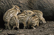 Wild Boar (Sus scrofa) piglets competing to nurse, Europe