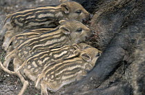 Wild Boar (Sus scrofa) piglets nursing, Europe