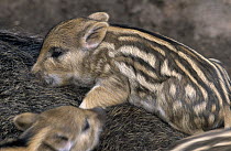 Wild Boar (Sus scrofa) piglets snuggled and sleeping on sow