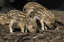Wild Boar (Sus scrofa) piglets rooting which can destroy habitat