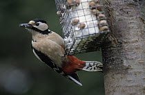Great Spotted Woodpecker (Dendrocopos major) at bird feeder, winter, Europe