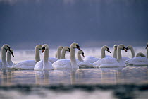 Mute Swan (Cygnus olor) flock in water