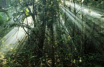 Sun shining through rainforest, Guyana