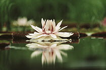 Amazon Water Lily (Victoria amazonica), Guyana