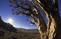 Quiver Tree (Aloe dichotoma) close up, Namibia