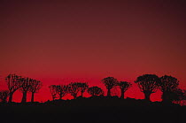 Quiver Tree (Aloe dichotoma) group at sunset, Namibia