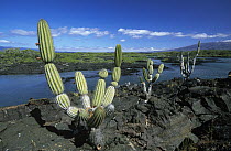 Giant Candelabra Cactus (Jasminocereus thouarsii), Isabella Island, Galapagos Islands, Ecuador