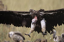 Lappet-faced Vulture (Torgos tracheliotus) landing, Africa