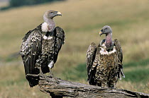 Ruppell's Griffon (Gyps rueppellii) pair perching on snag, Africa