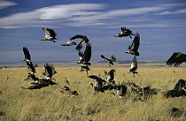 Ruppell's Griffon (Gyps rueppellii) flock gathering to feed on carcass, Africa