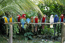 Parrot (Psittacidae) group including Hyacinth, Red and Green, Scarlet, and Yellow and Blue Macaws on perch, native to South America