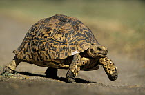 Leopard Tortoise (Geochelone pardalis) walking, South Africa
