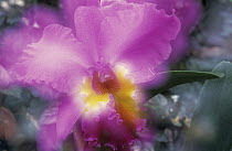 Orchid (Epidendrum latilabre) close up, Botanical Garden of Oahu, Hawaii