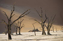 Dead trees, Dead Veil, Namib-Naukluft National Park, Namibia