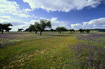 Flowering meadow, Extremadura, Spain