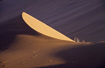 Sand dune, Namib Desert, Namibia