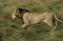 African Lion (Panthera leo) male running, Africa