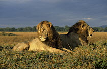 African Lion (Panthera leo) two males resting, Africa