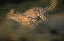 Cheetah (Acinonyx jubatus) running, Africa