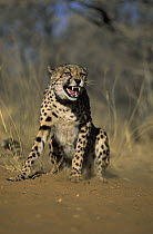 Cheetah (Acinonyx jubatus) snarling, Africa