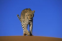 Leopard (Panthera pardus) walking over sand, Africa