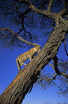 Leopard (Panthera pardus) climbing a tree, Africa