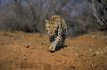 Leopard (Panthera pardus) stalking the camera, Africa