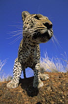 Leopard (Panthera pardus) close up portrait, Africa